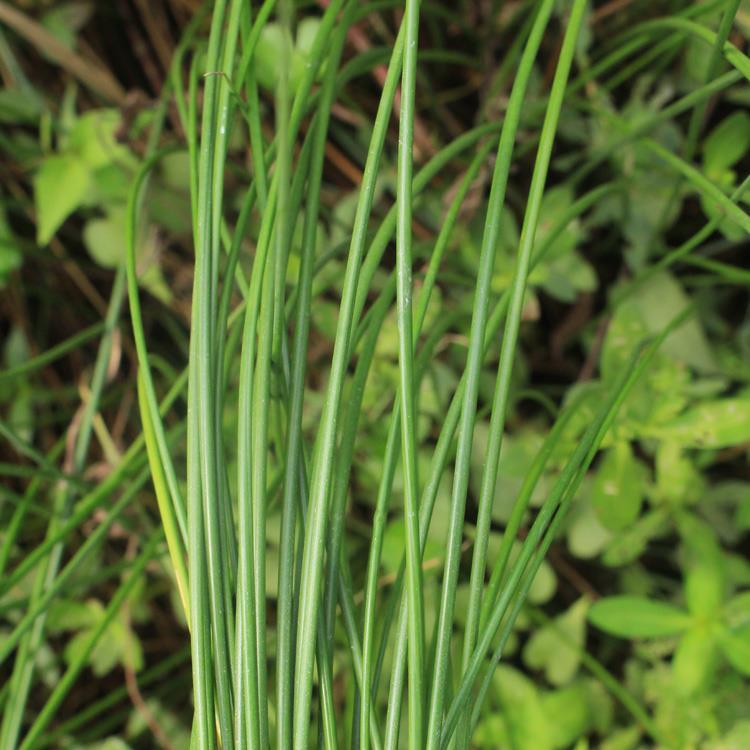 灯芯草种子水灯心花苗野席草可盆栽龙须草苗带根土新鲜现挖水草