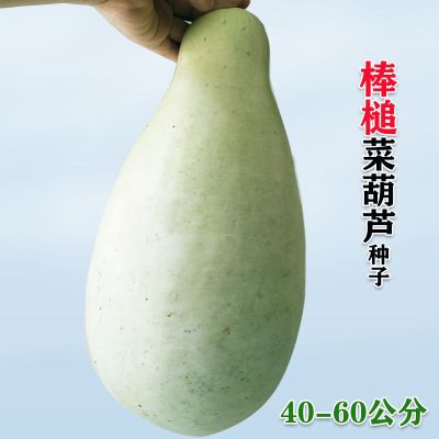 巨型葫芦种子特大观赏文玩葫芦种籽大小亚腰盆栽庭院四季蔬菜 棒槌菜葫芦种子10粒