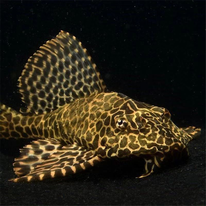 豹纹清道夫豹纹清洁鱼大型鱼缸除藻饲料残渣清理工具鱼观赏鱼活体 10