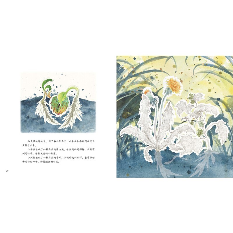 第一册 [正版] 书籍探索吧!科学!——幼儿科学启蒙经典绘本 小“伞兵”和小“刺猬”(关于种子的传播)高清大图