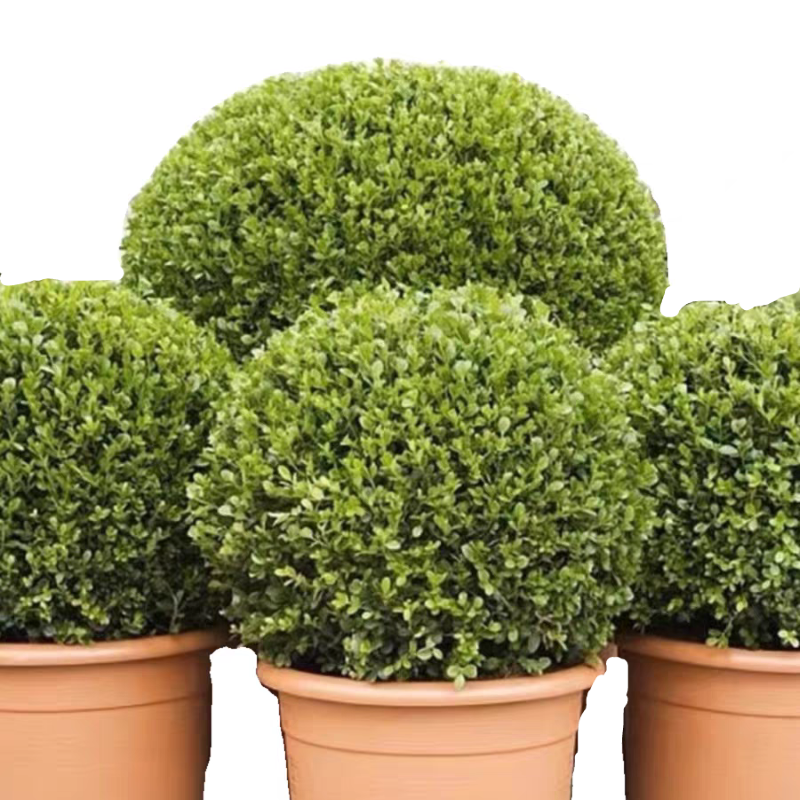 诚智旺 黄杨球 冠幅80cm /棵高清大图