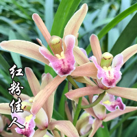 杂交兰 十八格格 客厅室内花卉 绿植盆栽花期长 壮苗