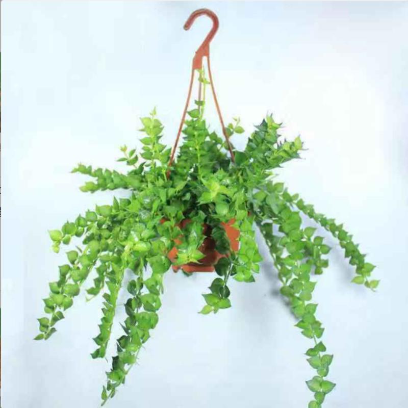 小盆百万心(原土吊兰盆) 百万心垂吊盆栽常春藤爱之蔓藤蔓吊兰植物