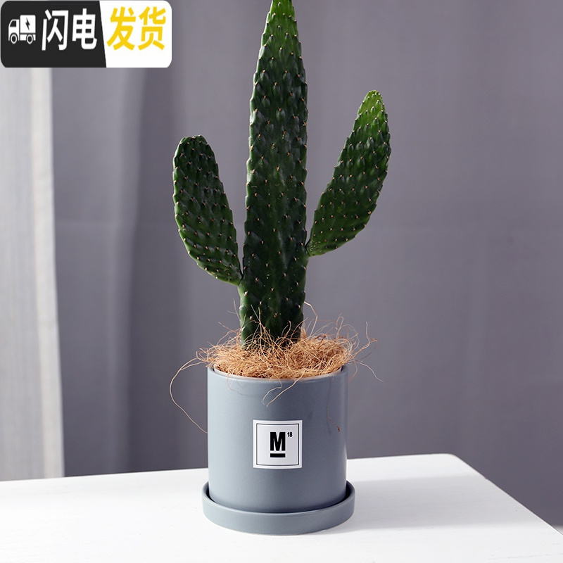 三维工匠简约圆柱ins北欧风带托盘室内沙漠植物现代创意陶瓷多肉花盆批发 哑光灰(FORYOU) 中等花盆容器