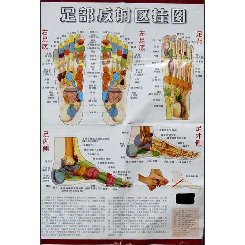 足部反射区挂图束霖著作生活文轩网参数