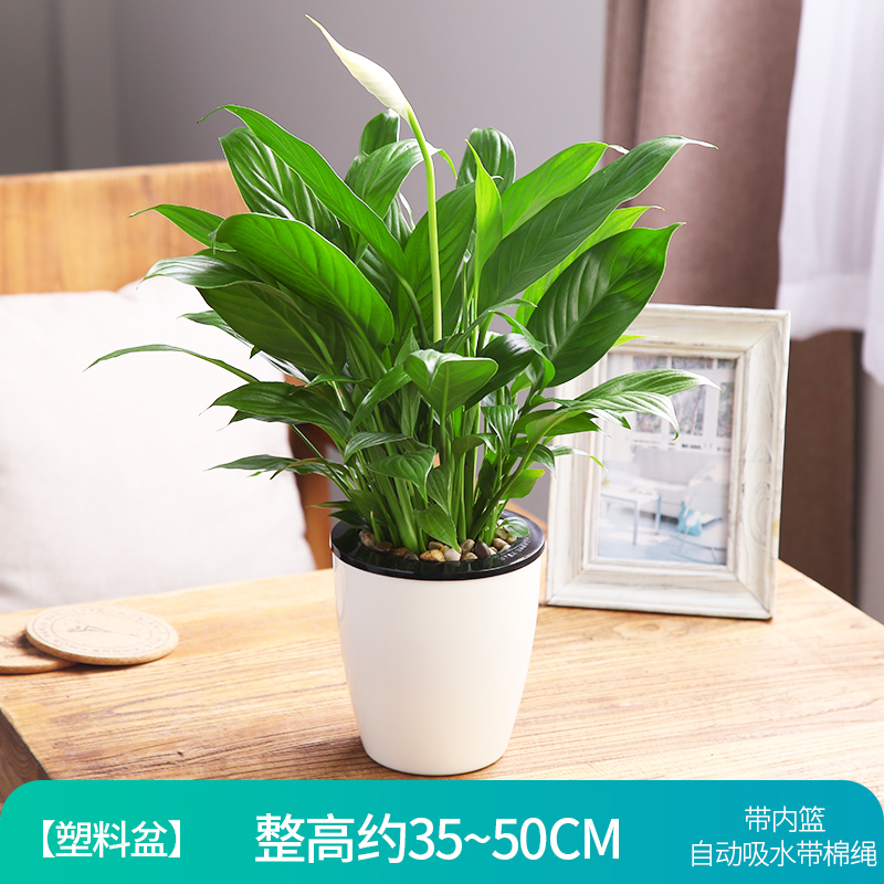 红掌盆栽水培植物盆栽弹痕花卉植物白掌室内一帆风顺水养红掌桌面好养美酒白掌带盆栽好图片 高清实拍大图 苏宁易购