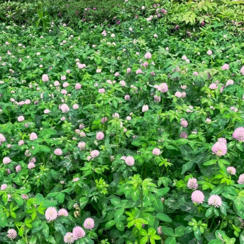 诚智旺 红三叶草种子 净籽/千克高清大图