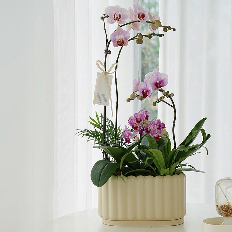 弹痕植物私生活蝴蝶兰组盆春节新家年宵花盆景送礼好物栽好发货