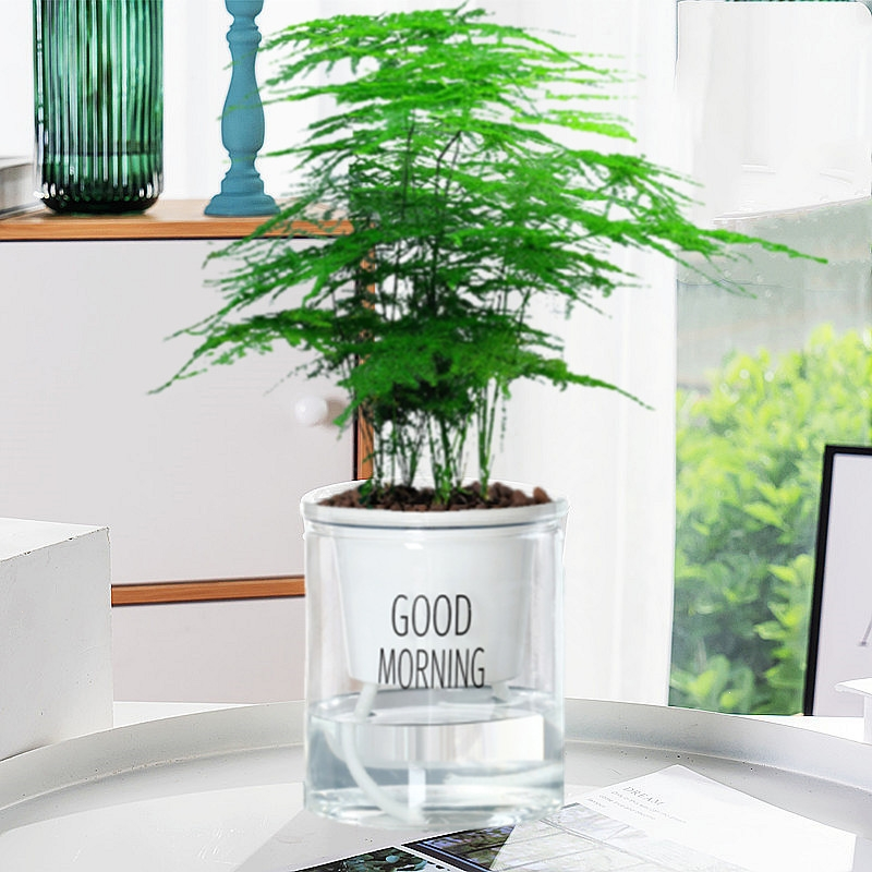 回固水培植物绿萝箩发财树多肉花卉绿植物室内小盆栽富贵竹文竹栀子花