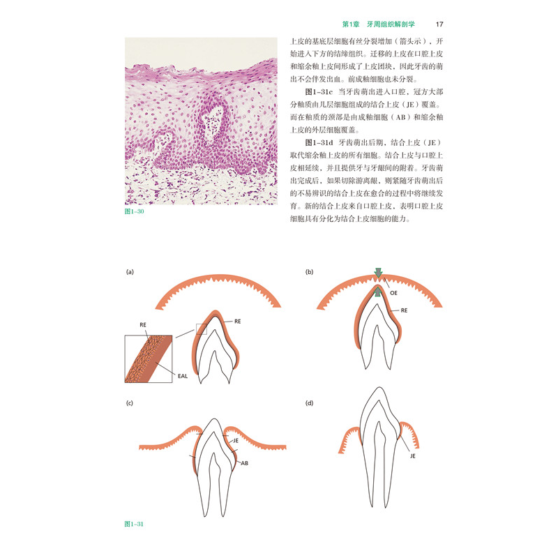 醉染图书临床牙周病学和口腔种植学 第6版(全3册)9787559114570高清大图