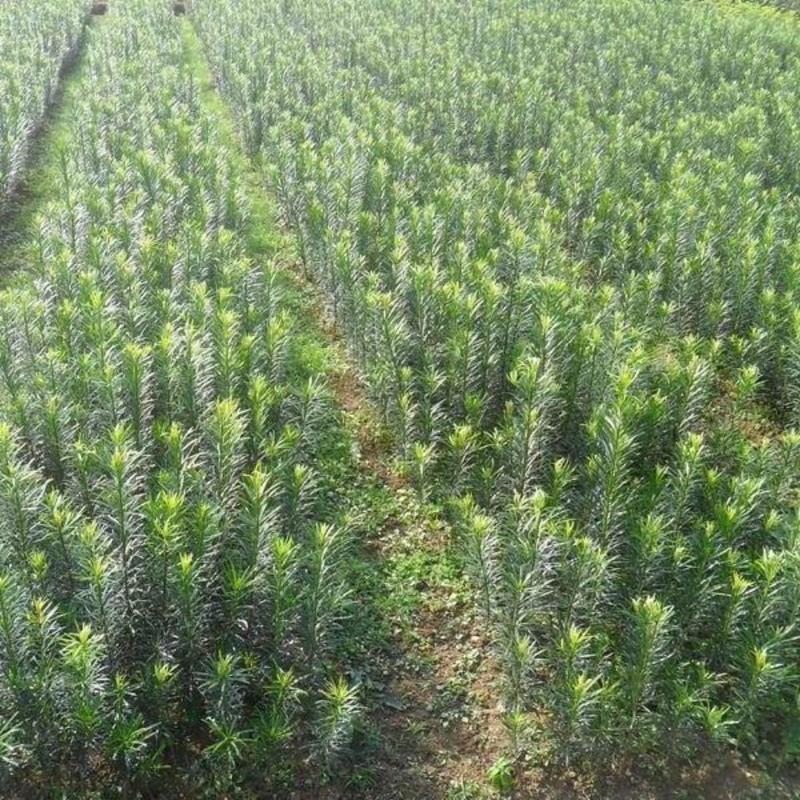 正宗米叶罗汉松雀舌罗汉松黑珍珠米罗汉松树苗盆景素材盆栽 一年苗