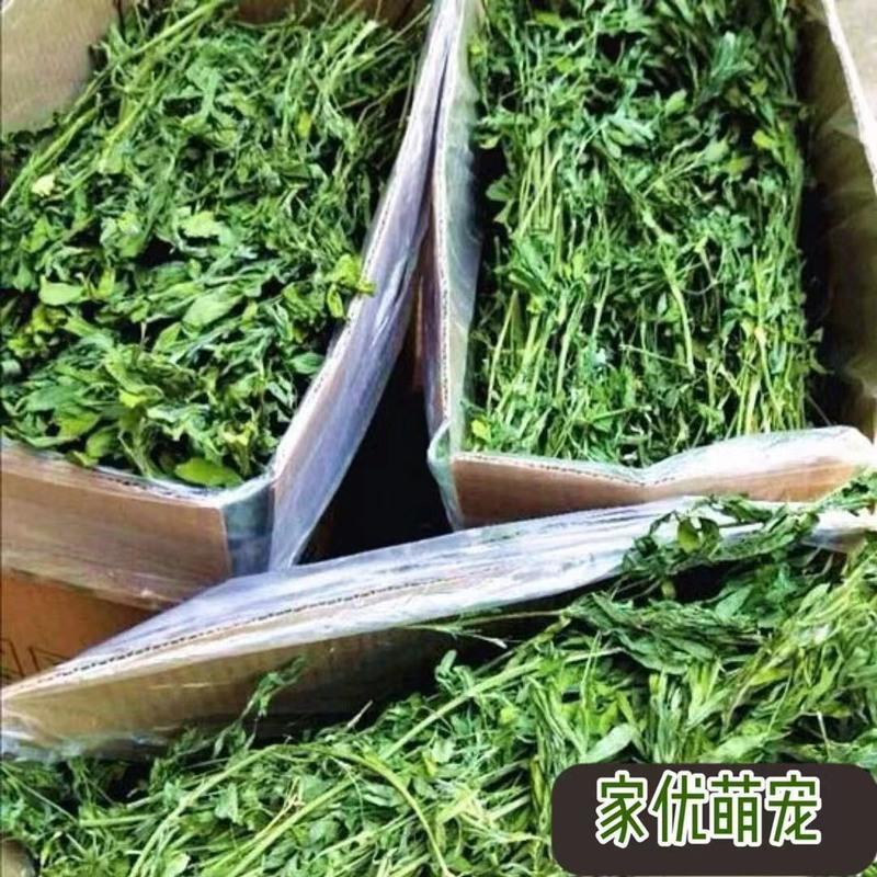 苜蓿草紫花兔兔干草幼兔成兔豚鼠龙猫荷兰猪干草饲料粮苜蓿烘干草 21新苜蓿草纯叶[50g]