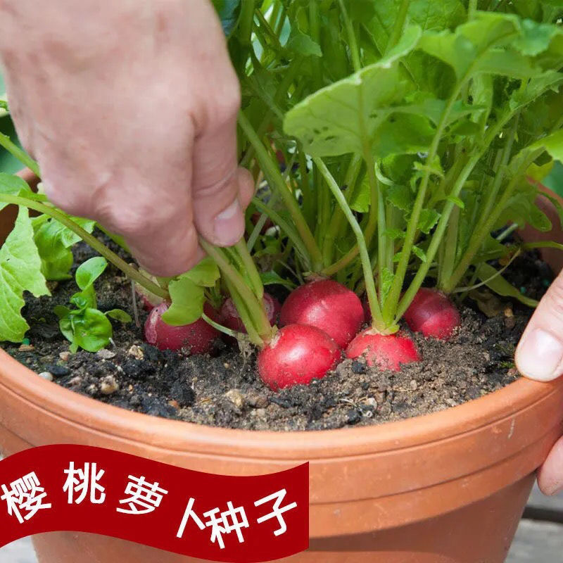 四季花种 报价行情 排行 品牌 参数 怎么样 图片 商家 苏宁易购