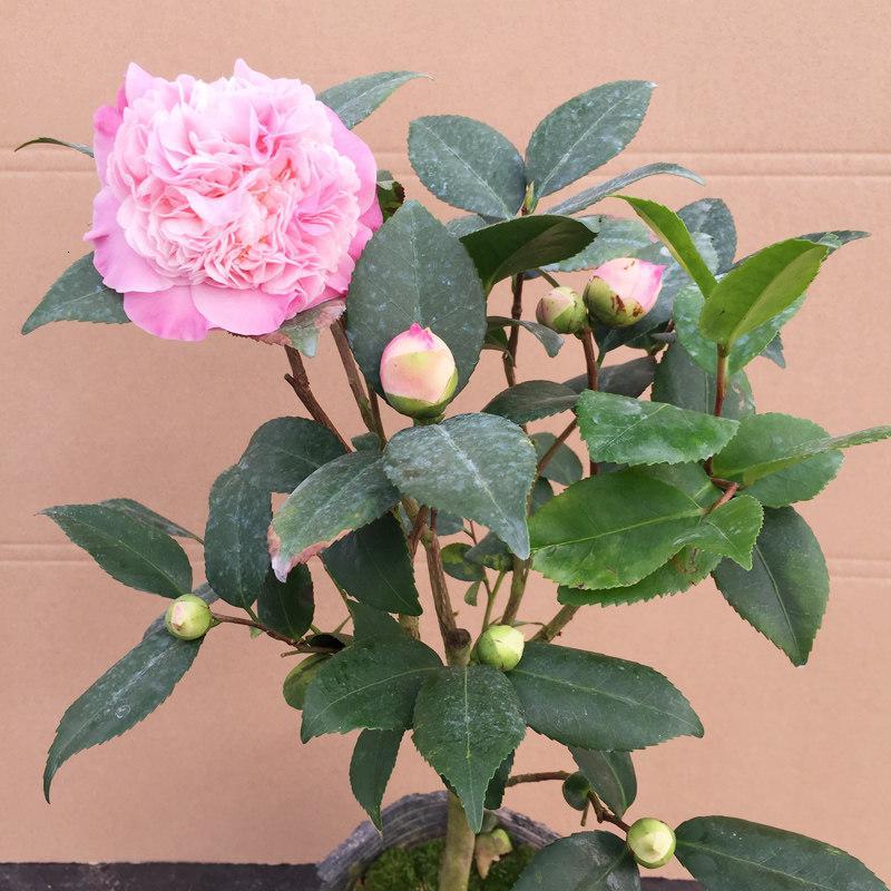 子喧精品茶花苗山茶花盆栽盆景绿植物花卉观花庭院阳台