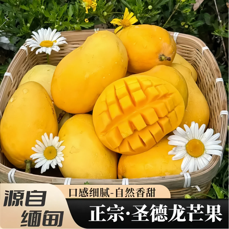 [西沛生鲜]圣德隆芒果 净重3斤 大果 新鲜热带当季新鲜水果高清大图