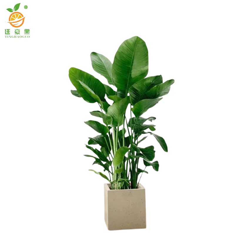 廷豪果 绿萝柱 1.5米高 /棵高清大图