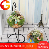 创意微型迷你小盆栽植物 办公桌客厅室内小绿植四季喜阴植物盆景