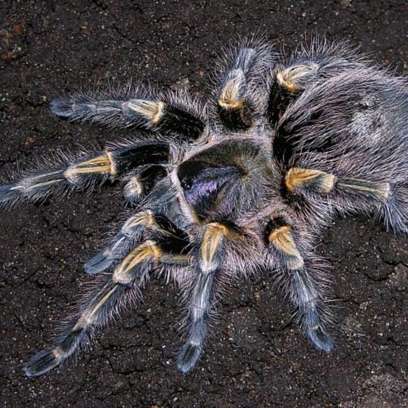 5cm单蜘蛛 巴西巨人金直间宠物蜘蛛温顺可上手活体可爱成体可达17cm