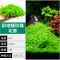 爬地矮珍珠前景水草植物日本水下叶鱼缸造景水培真草古法养鱼趴地