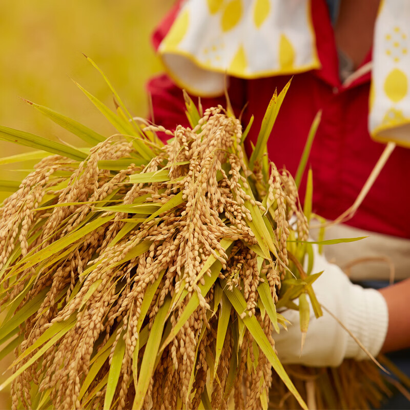 [八钢专用]米妹妹五常湿地有机大米5kg高清大图