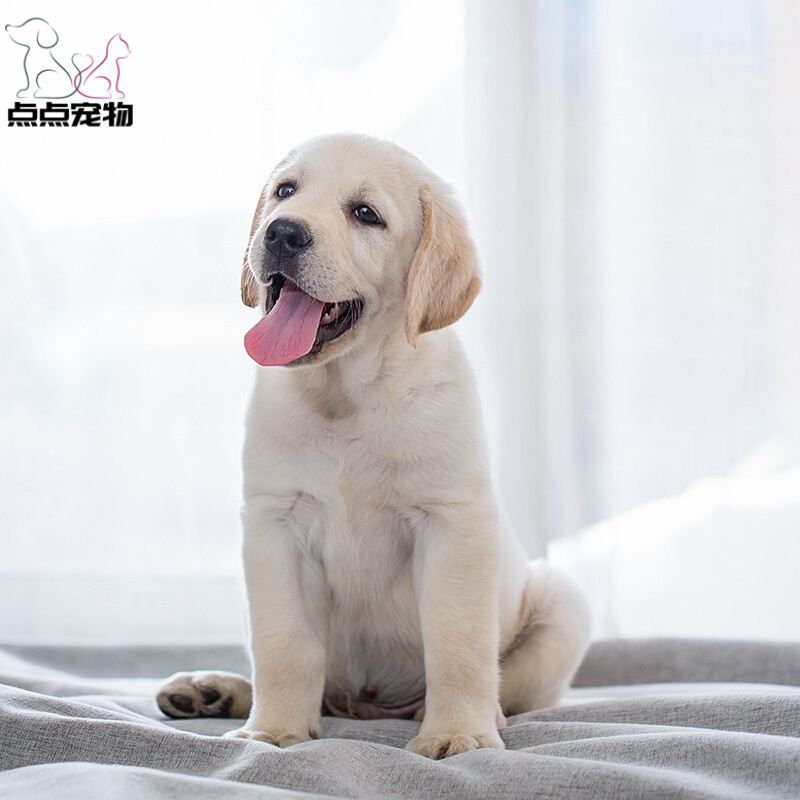 【点点宠物】宠物狗狗拉布拉多犬幼犬 纯种血统级短毛拉布拉多导盲犬 赛级大骨架高智商拉布家养宠物狗可视频挑选 包健康