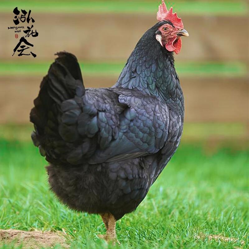 泓花会农家黑凤老母鸡2只装(2.4-2.6斤/只)C高清大图