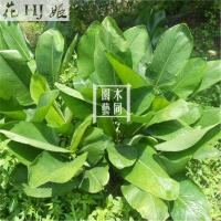 柊叶根头种苗 广西特色大张粽子叶裹粽子 根茎入药绿植 满 根头一小丛3棵 不含盆
