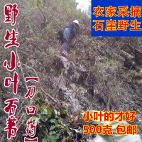 大别山野生 石苇 石韦 石伟 石兰 刀口药 野生货 切片干品500
