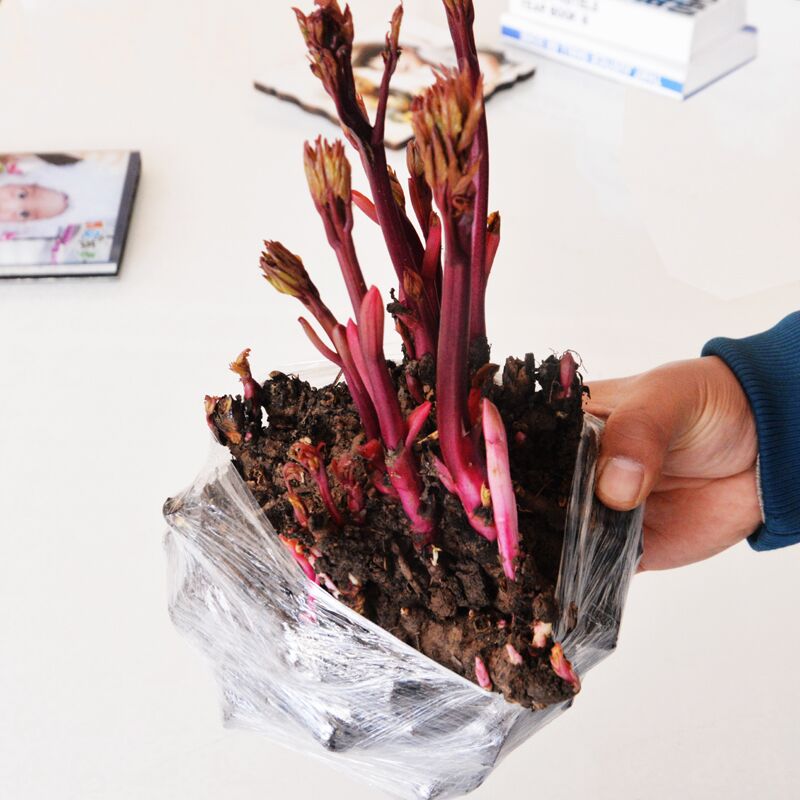 芍药种根