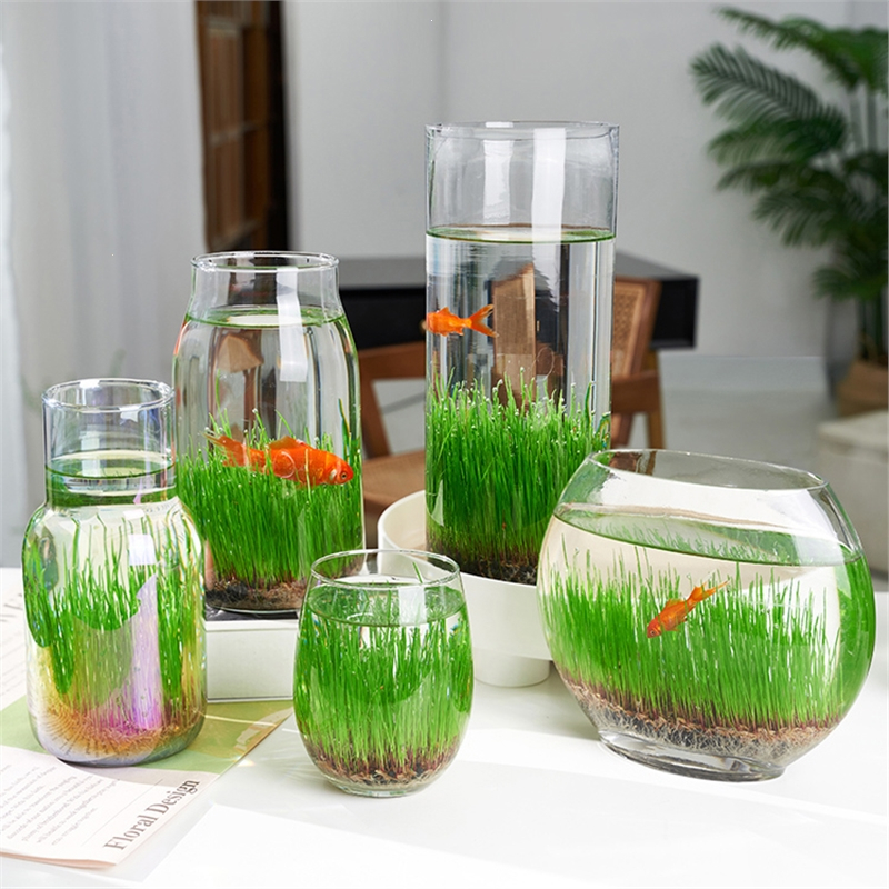 米妮diy创意鱼缸生态瓶玻璃插花瓶水培草种子四季微景观摆件