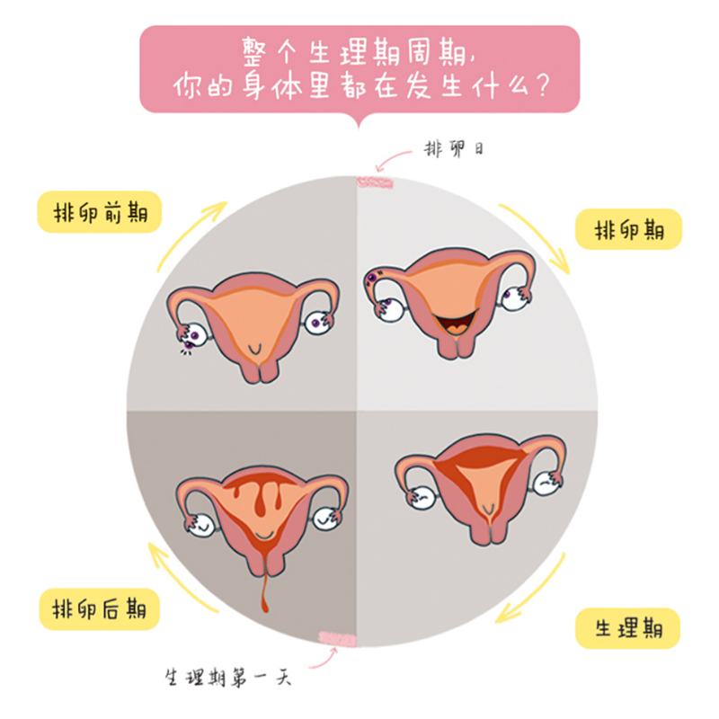 生理期很酷 [正版]生理期很酷 青春期女孩生理周期全书 生理知识科普 北京科学技术