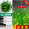 爬地矮珍珠前景水草植物日本水下叶鱼缸造景水培真草古法养鱼趴地