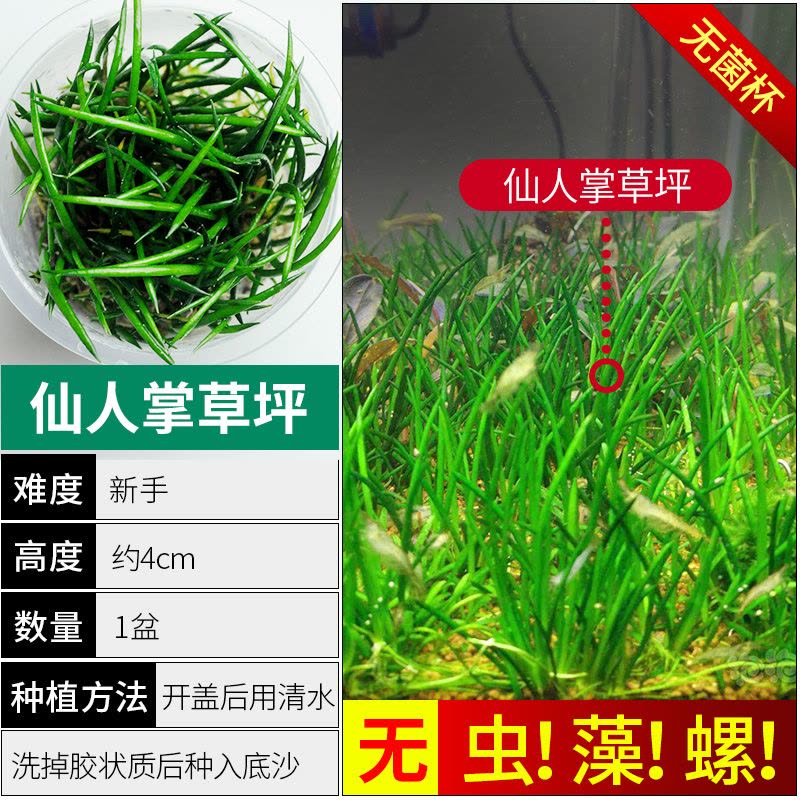 爬地矮珍珠前景水草植物日本水下叶鱼缸造景水培真草古法养鱼趴地图片