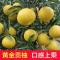 【拍2份9折】湖南怀化洪江金贡柚5斤整箱丑八怪当季孕妇新鲜水果春香桔柚超甜小柚子