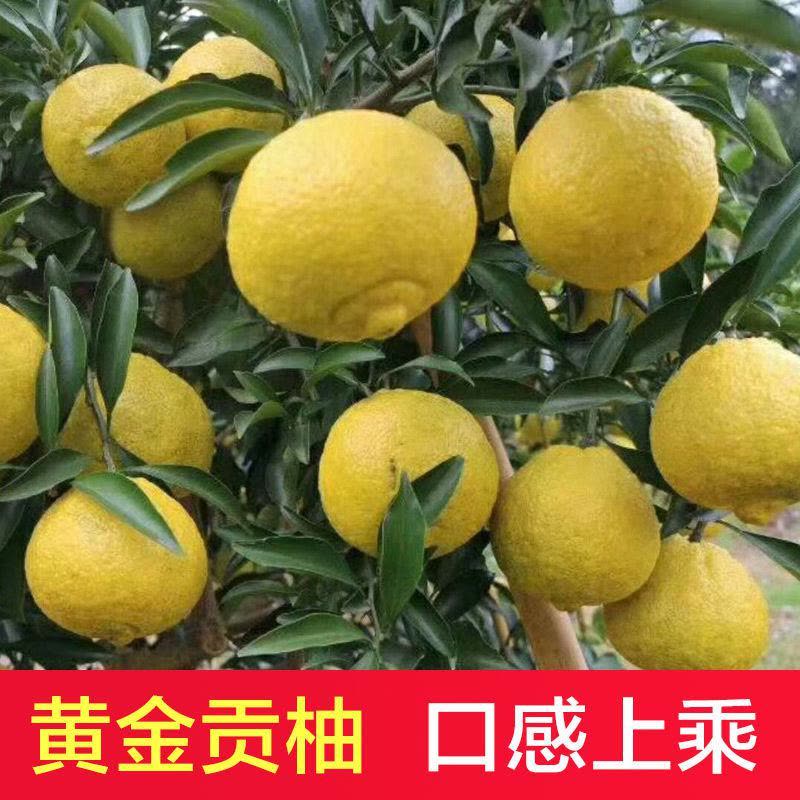 【拍2份9折】湖南怀化洪江金贡柚5斤整箱丑八怪当季孕妇新鲜水果春香桔柚超甜小柚子图片