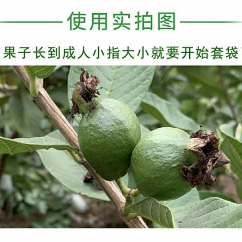 水果保护套网包番石榴芭乐网套袋防虫袋泡沫包装袋一体专用袋网袋 厚款一体网套 试用装100套