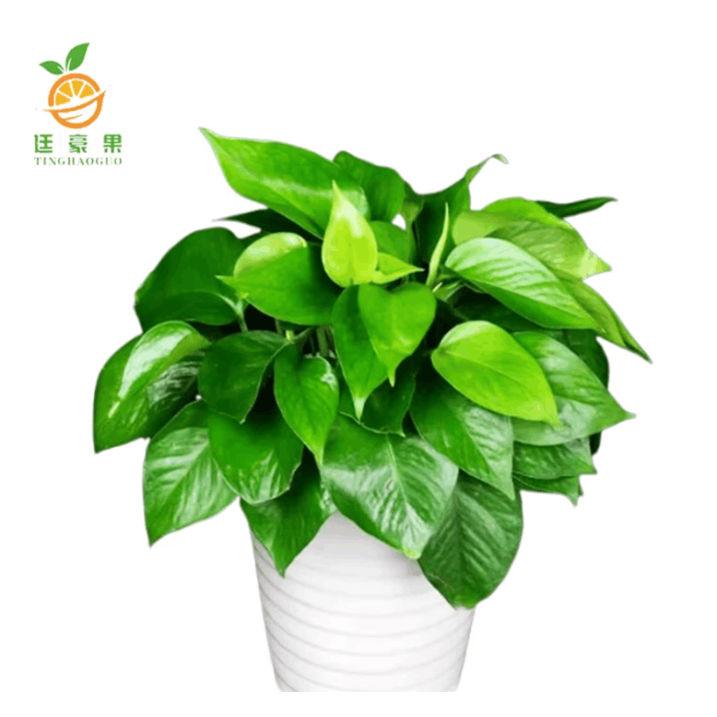 廷豪果 绿萝盆栽 陶瓷盆 /套图片