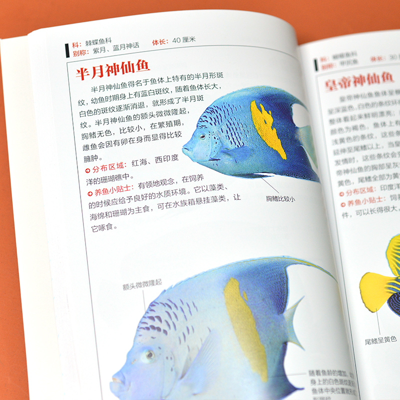2册 鸟图鉴+观赏鱼图鉴 [正版]2册 鸟图鉴鸟类观察手册 观赏鱼图鉴 世界鸟类行为动物自然科普图鉴书 动物百科观鸟手册高清大图