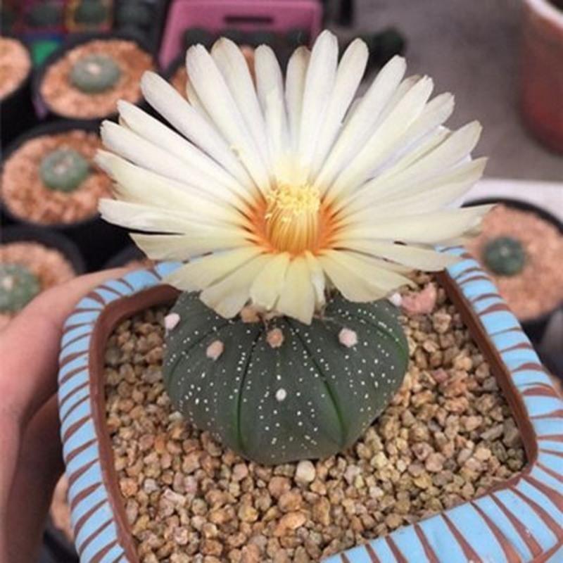 星兜 开花仙人球仙人掌多肉超大实生黄花无刺 星兜3.5厘米一颗