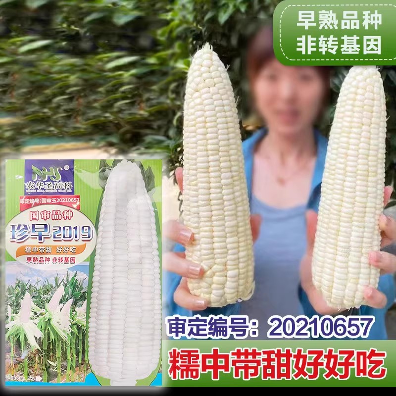 【补贴10%】白甜糯玉米种子高产四季播白糯玉米非转国审农家超甜加糯玉米种子 珍早2019/40克 均码