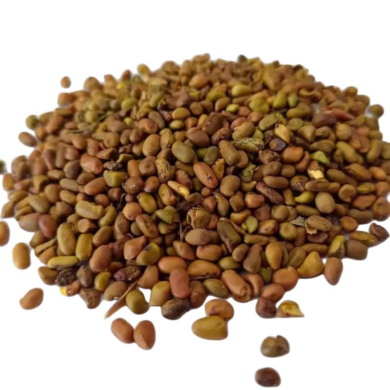 诚智旺 柠条种子 一级净籽 500g/袋高清大图