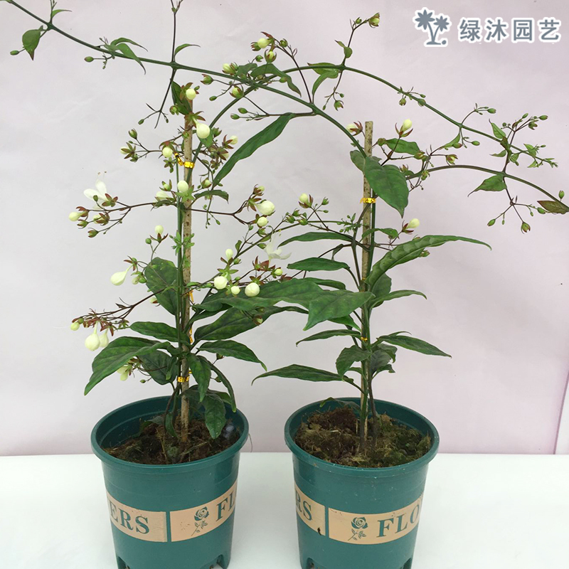 末莉花 报价行情 排行 品牌 参数 怎么样 图片 商家 苏宁易购