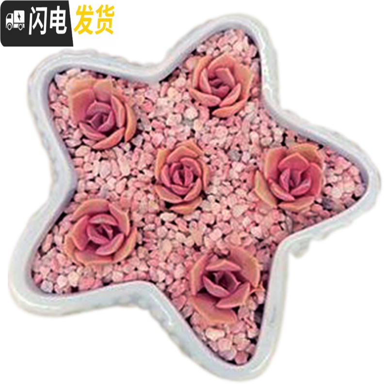 三维工匠多肉花盆器创意个性中大号口径肉肉植物小号拇指花盆陶瓷 蓝色贝壳盆 中等花盆容器高清大图