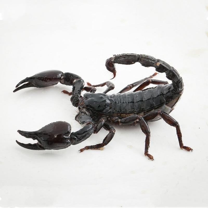 宠物亚洲雨林蝎子假帝王蝎无毒可上手东亚钳蝎双 加热包泡沫箱(10度