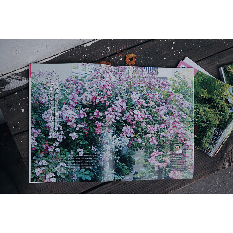 醉染图书魅力的月季玫瑰花园/打造超人气花园9787111653462高清大图