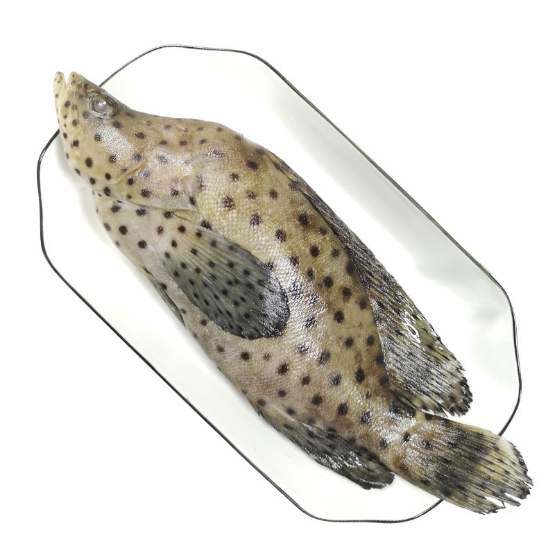 印尼新鲜活冻老鼠斑鱼600700g条青斑鳘鱼驼背鲈深海海鲜