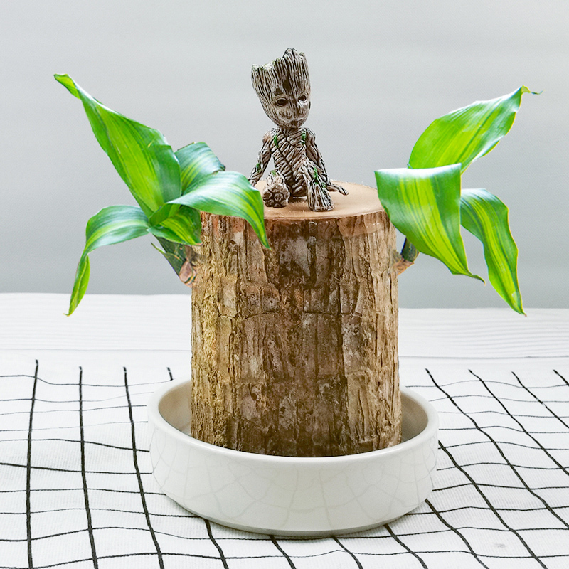 水培植物室内巴西木水养幸运木办公室桌面绿植小型盆栽