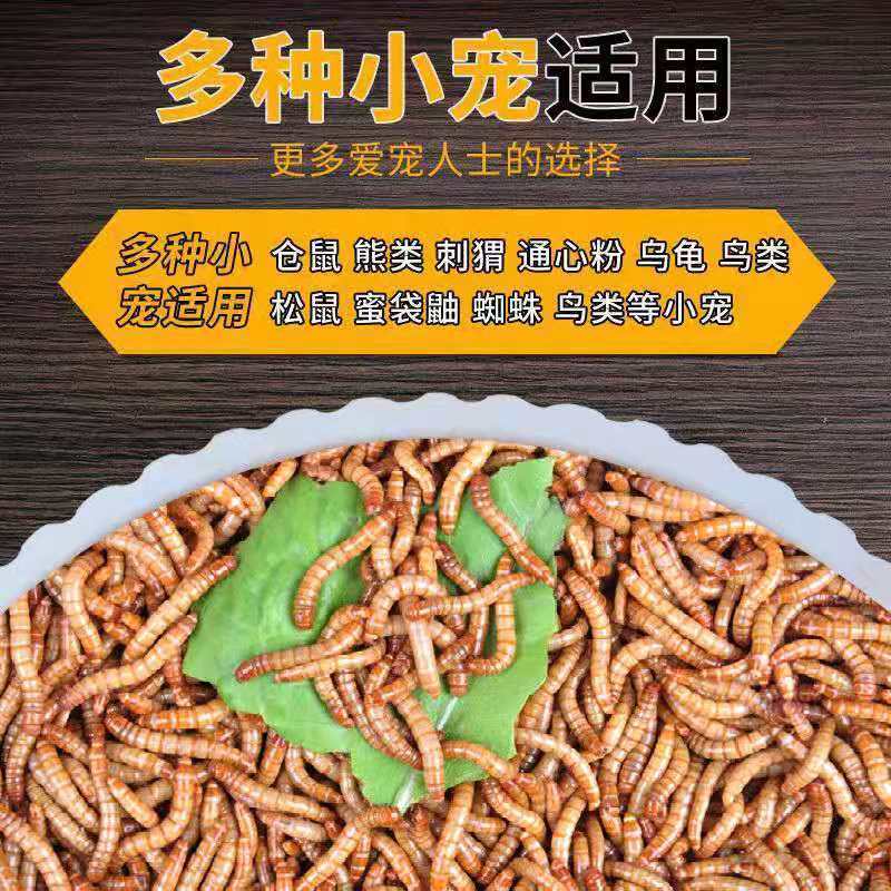 面包虫活体 黄粉虫活虫鲜活虫种虫金龙鱼鹦鹉鱼罗汉鱼乌龟鱼饲料 试吃300条