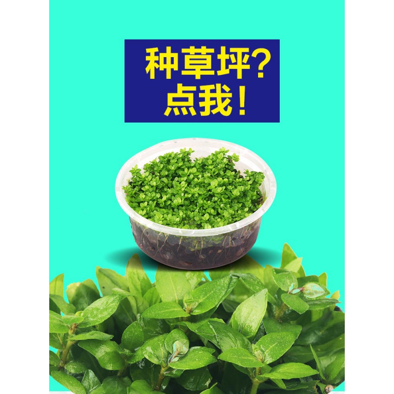 鱼缸水水造景迷你爬地矮珍珠牛毛毡天湖葵水套餐前景高清大图