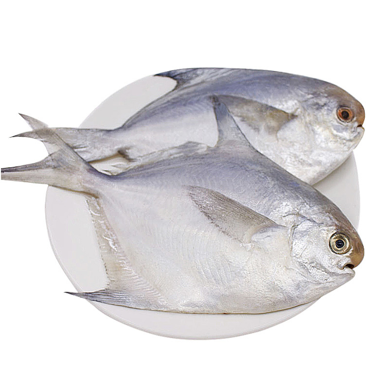 彦伯银鲳鱼500克新鲜鲜活冷冻整箱海鲜水产东海野生海捕小鲳鱼平鱼